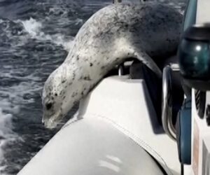 Seal evades a group of orcas by jumping on a boat