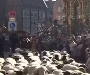 Hundreds of sheep cross historic German city