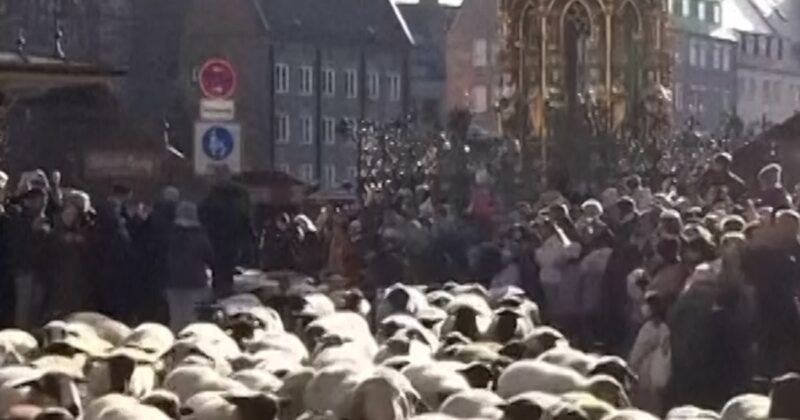 Hundreds of sheep cross historic German city