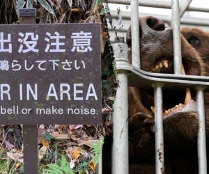 Japan faces record bear attacks with 10 deaths, 100+ injuries this year