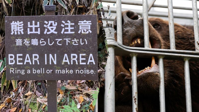 Japan faces record bear attacks with 10 deaths, 100+ injuries this year