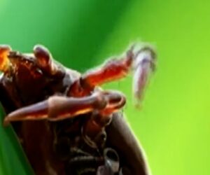 Man dies from a meat allergy caused by a tick bite