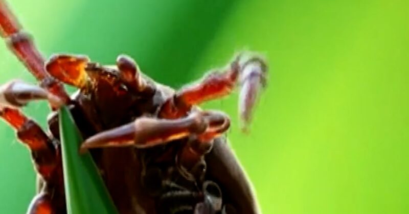 Man dies from a meat allergy caused by a tick bite