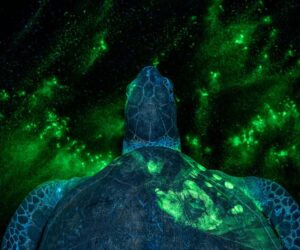 TIME’s Top 100 Photos of 2025