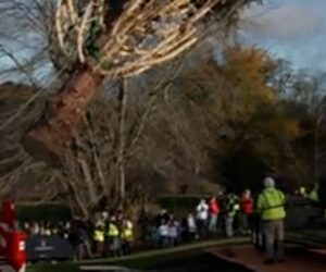 Rockefeller Center Christmas tree heads to NYC