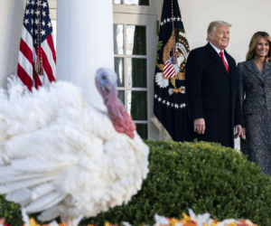 Trump kicks off holidays this week at the White House with turkey pardon
