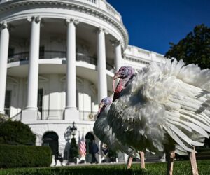 Most voters comfortable with different political views this Thanksgiving