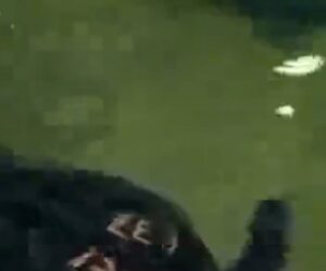 Sea turtles nursed back to health in Massachusetts