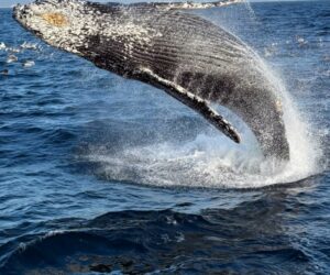 Up-close humpback surprises California whale watchers